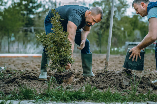 Best Tree Trimming and Pruning  in Wilsons Mills, NC